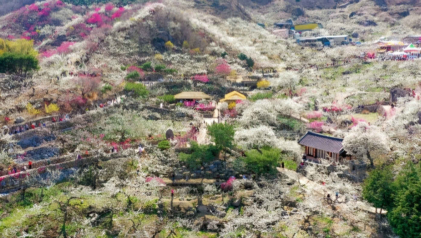 광양매화축제 숙박&amp;#44; 숙소&amp;#44; 할인