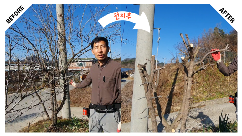 전지 전정방법 (영상까지) 사과 대추나무 6