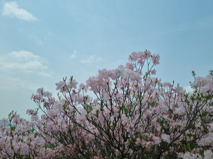연분홍-철쭉