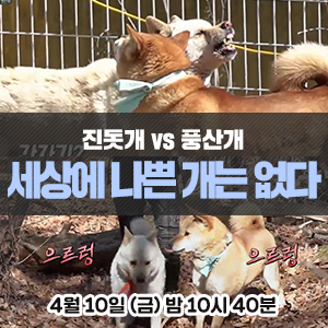 풍산개의치열한 혈투와 전쟁 - EBS 세상에 나쁜 개는 17