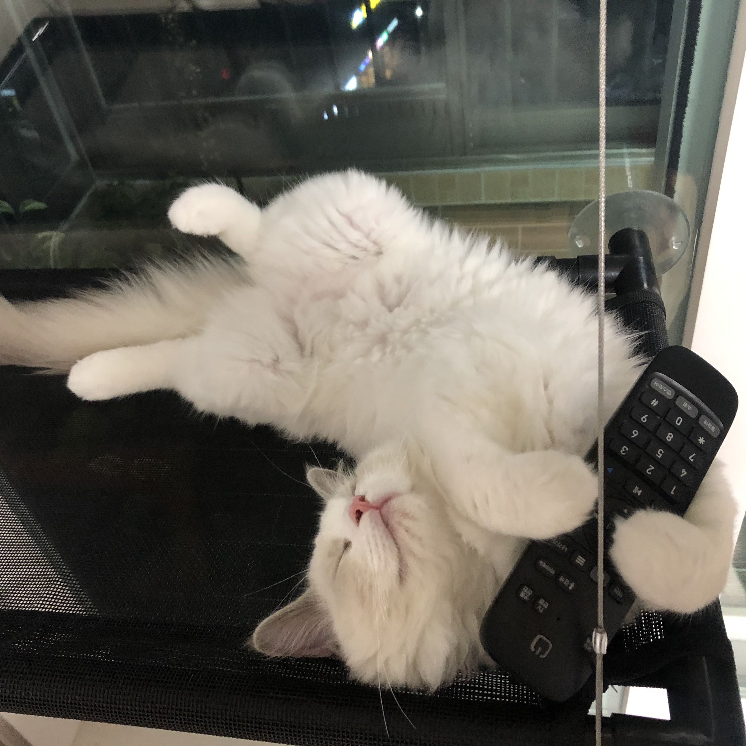  고양이 눈돌아가는 캣닢 재배기 (1)