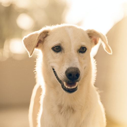 How to Choose the Best Pet Supplies for Your Furry Friend