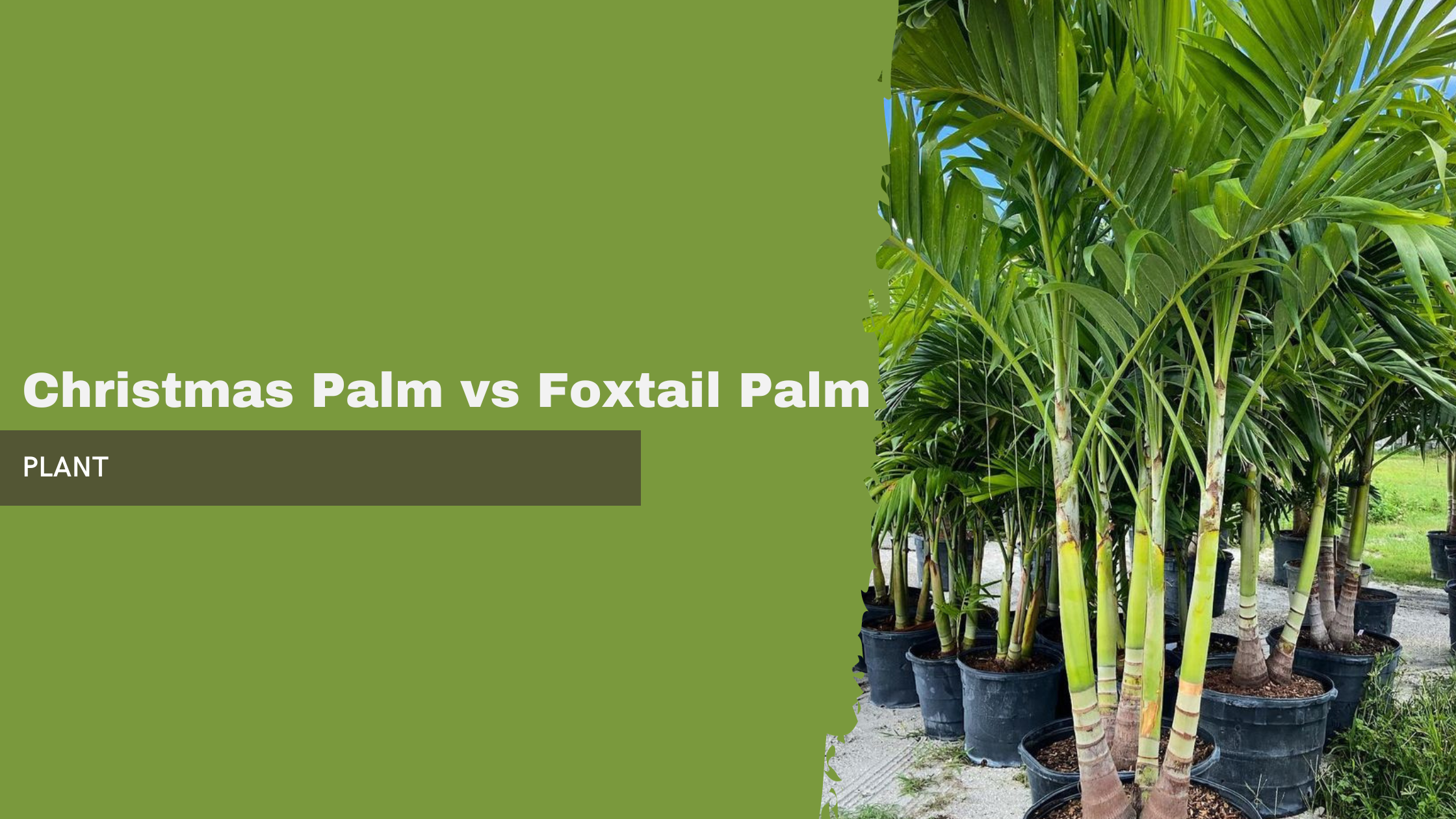 Christmas Palm vs Foxtail Palm