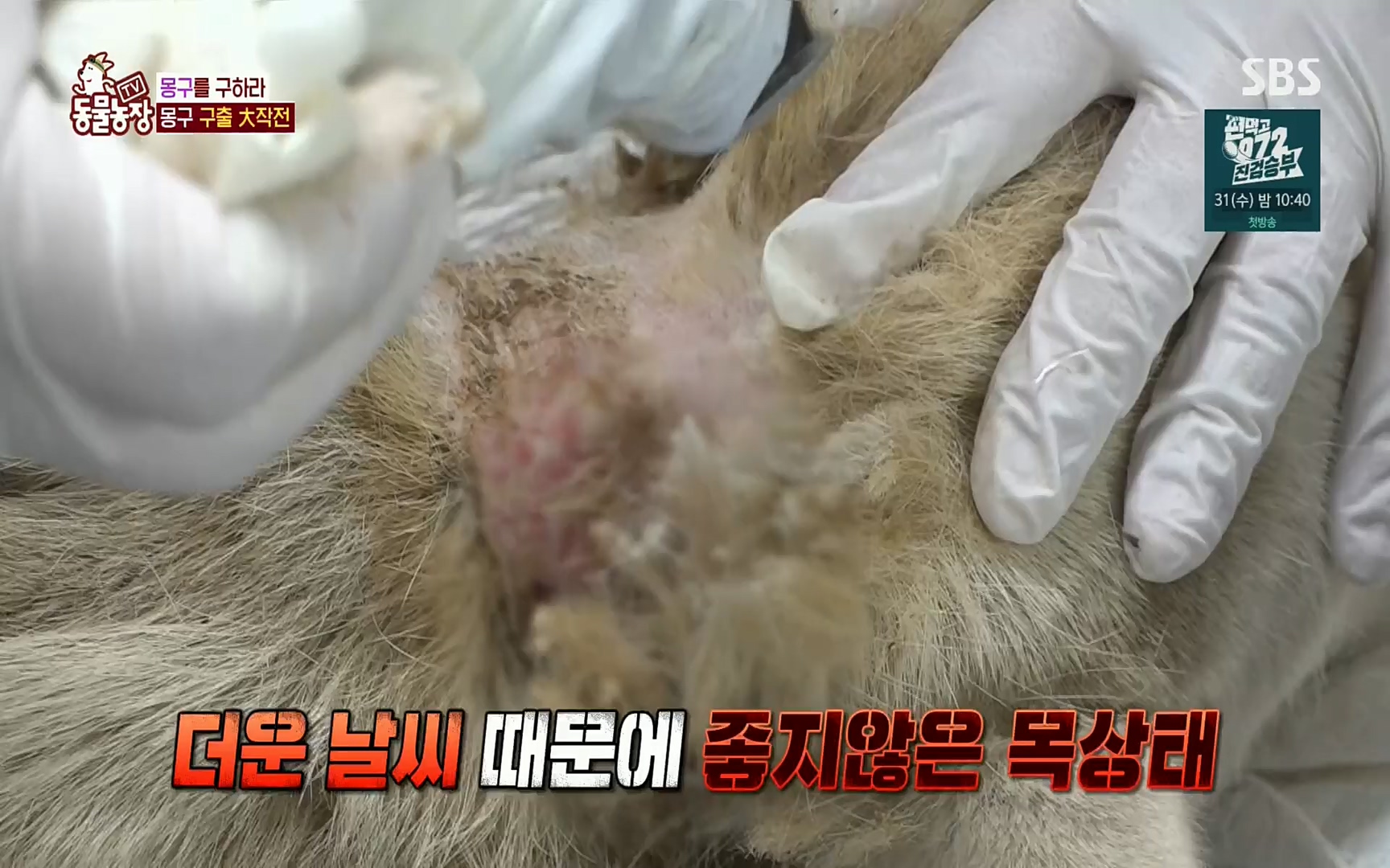 TV 동물농장.E1084.220828p.H264-F1RST.mp4_20220828_154102.994.jpg