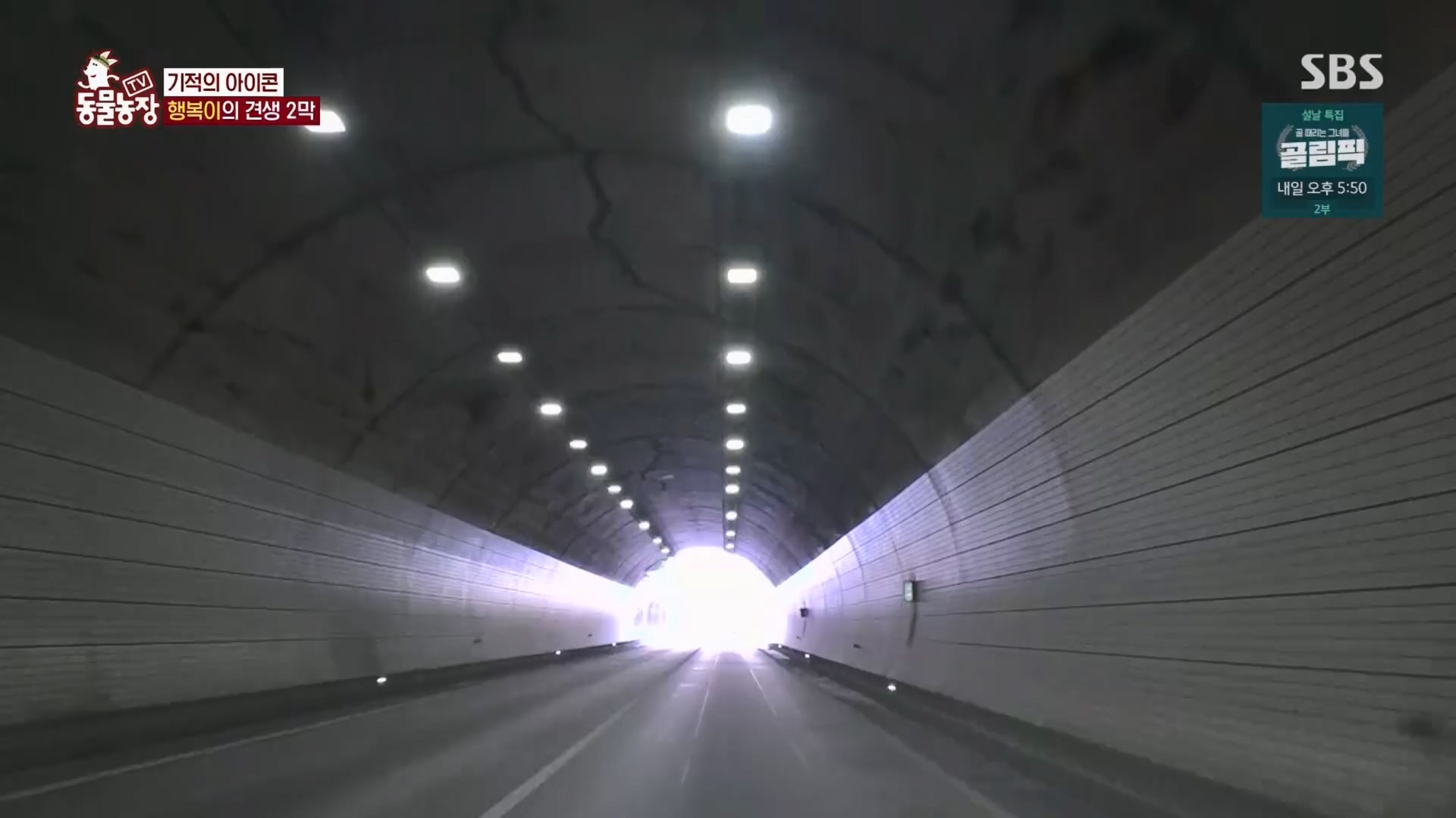 TV 동물농장.E1158.240211p.H264-F1RST.mp4_20240211_194052.954.jpg