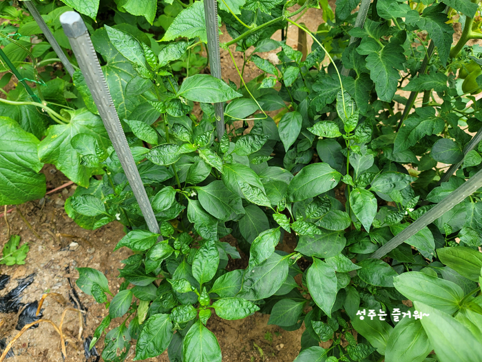 아파트 정원작물 할라페노 고추 재배, 고추씨 심기, 묘목 심기, 수확, 피클 만들기 18