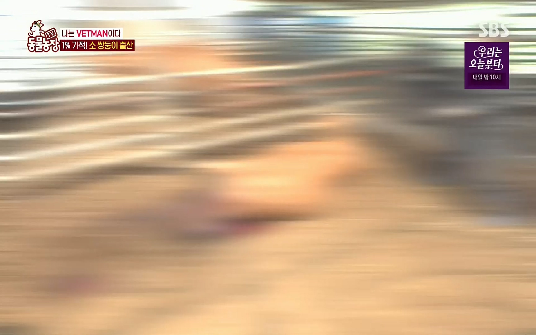 TV 동물농장.E1069.220515p.H264-F1RST.mp4_20220515_180128.902.jpg