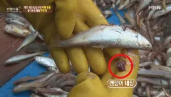 밴댕이 소갈딱지 뜻 사용 방법 용례 예시_4