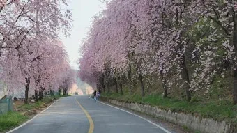 거창 수양벚꽃길 병곡마을 명소 맛집_25
