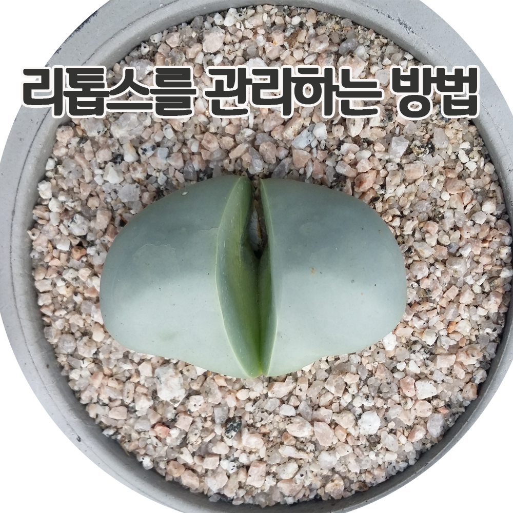  다육이 다유기 리톱스를 관리하는 방법