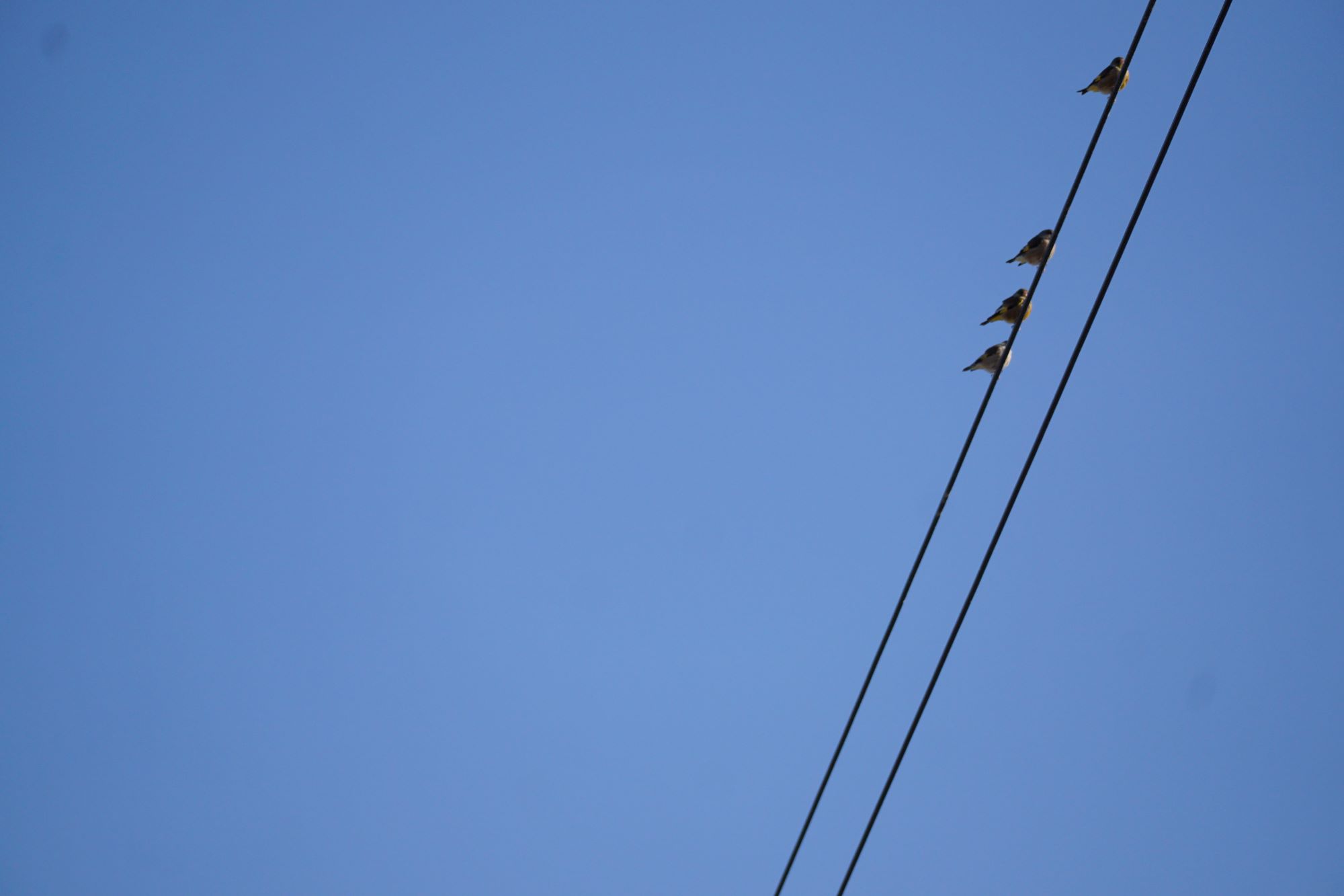 전깃줄에 앉은 작은 새 뒷모습&#44; 파란 하늘&#44; 올려다 본 사진&#44;