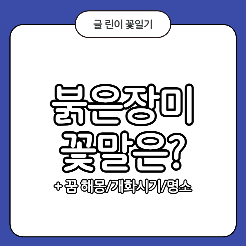 붉은 장미 꽃말