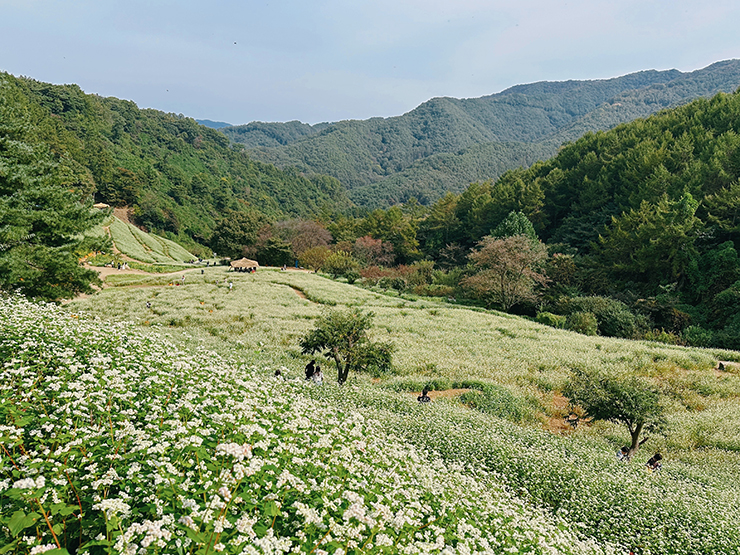 메밀꽃밭-전경