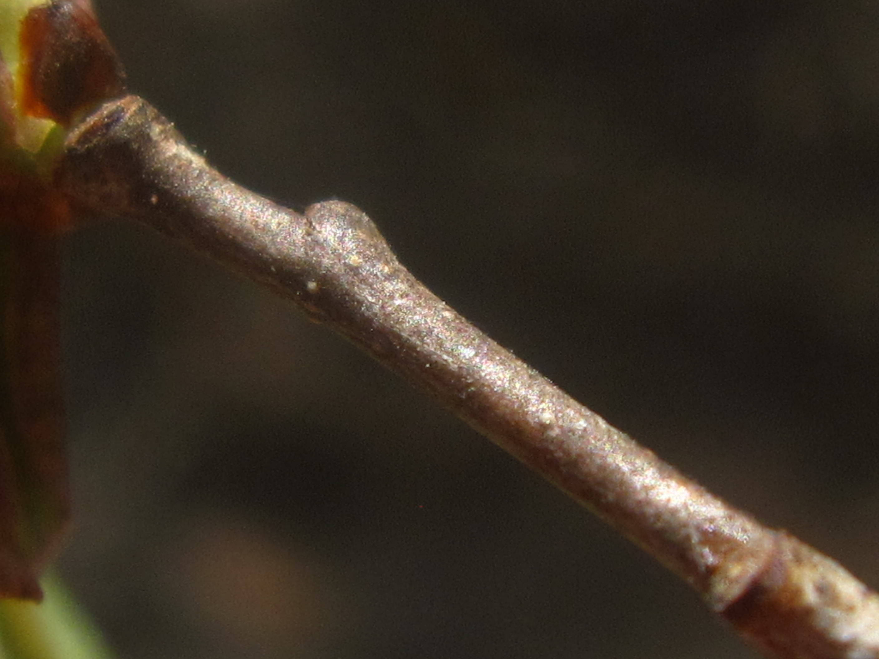 Serotina Prunus 잎과 껍질 7