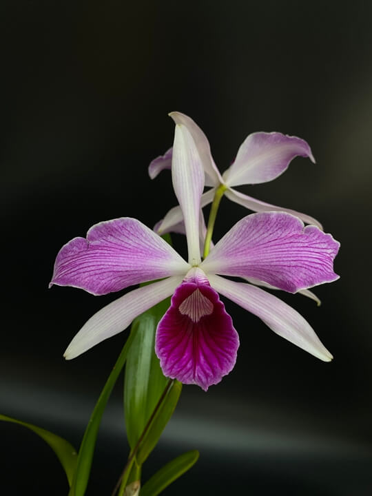 Cattleya purpurata striata