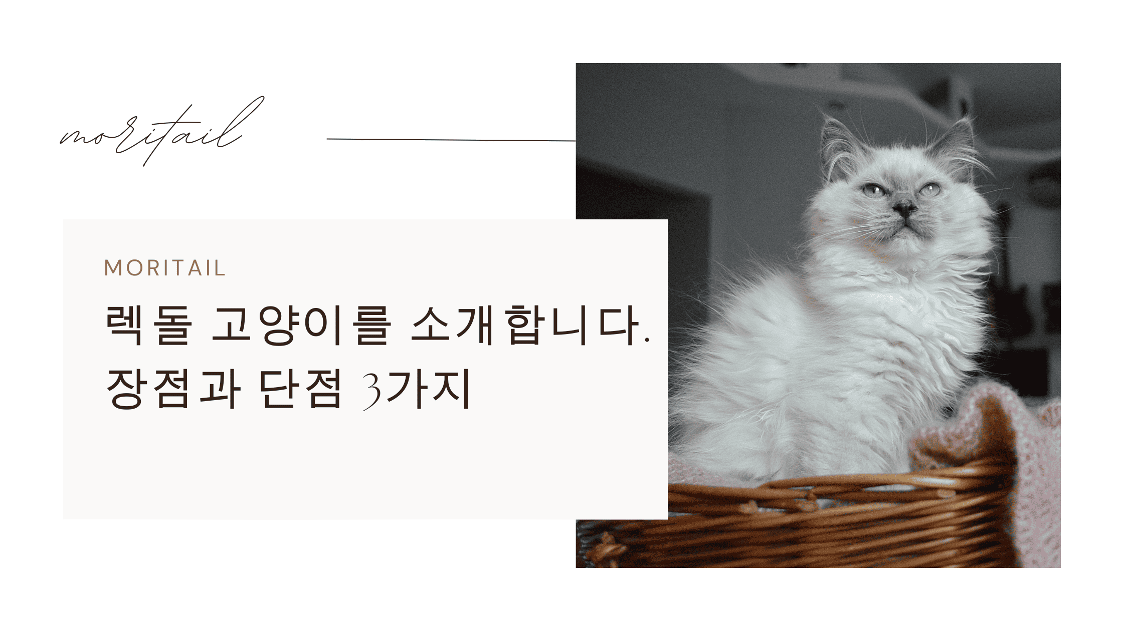렉돌 고양이를 소개합니다. 장점과 단점 3가지