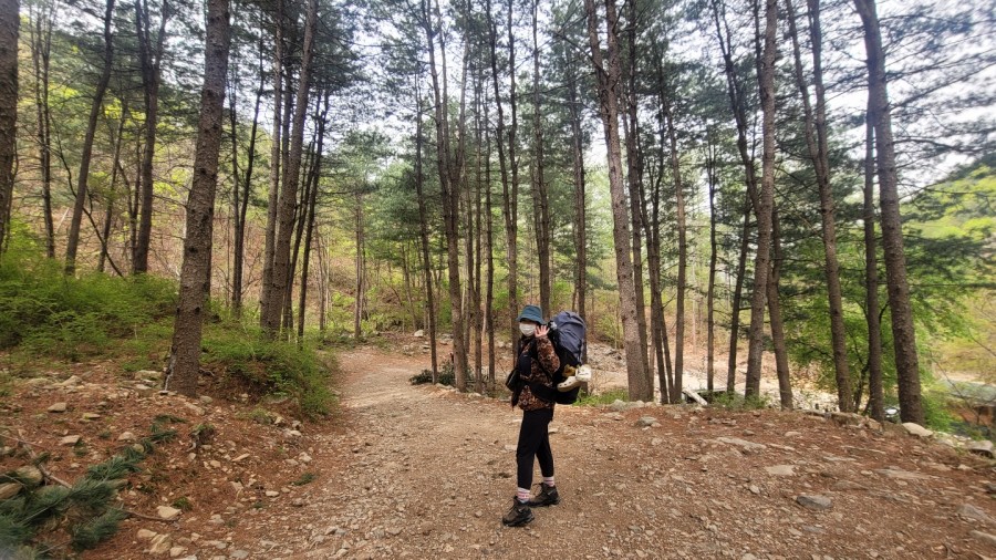 호명산잣나무숲속캠핑장 이미지