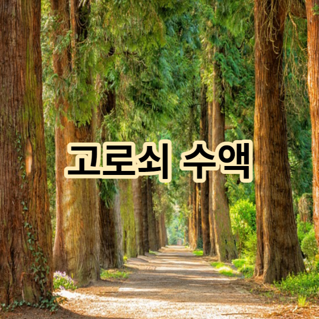  고로쇠 효능 부작용 알고 신비로운 물 고로쇠 수액 마셔요