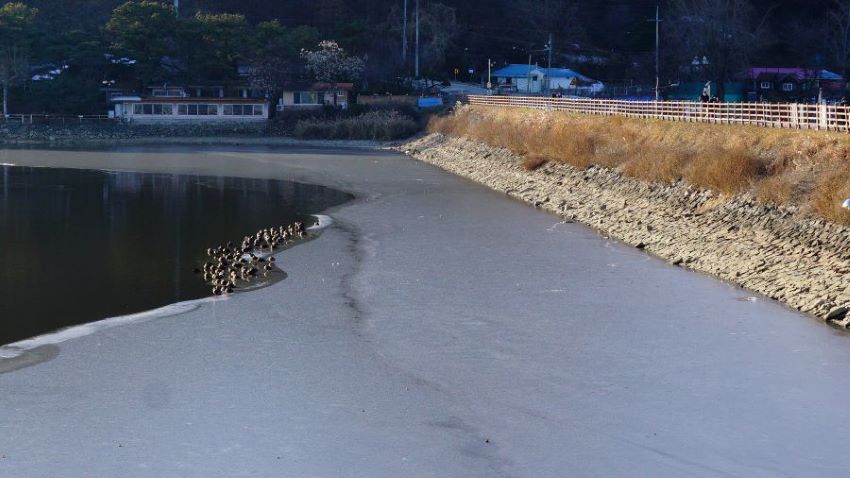 우측에 둑방길, 안전난간, 둑방 비탈에 잡초, 호수물가에 모여 있는 오리 수십마리, 뒤로 단층건물 두 채, 뒤로 잡목,