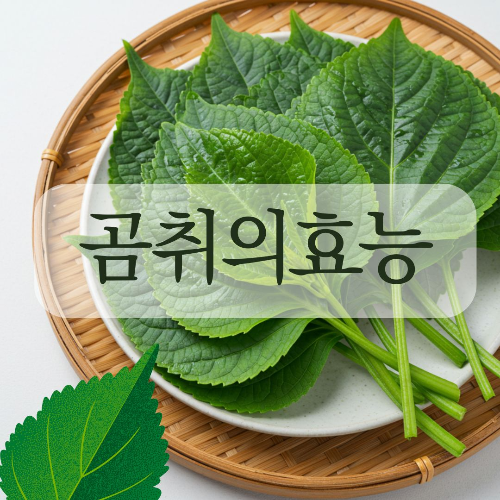 곰취 먹는방법 효능 손질방법 곰취나물 쌈 등