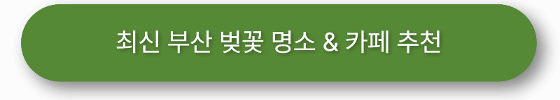 최신 부산 벚꽃 명소 &amp; 카페 추천