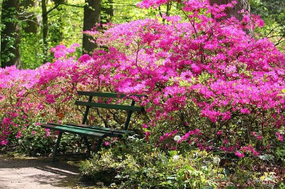 공원 의자 옆에 피어 있는 분홍색 철쭉꽃