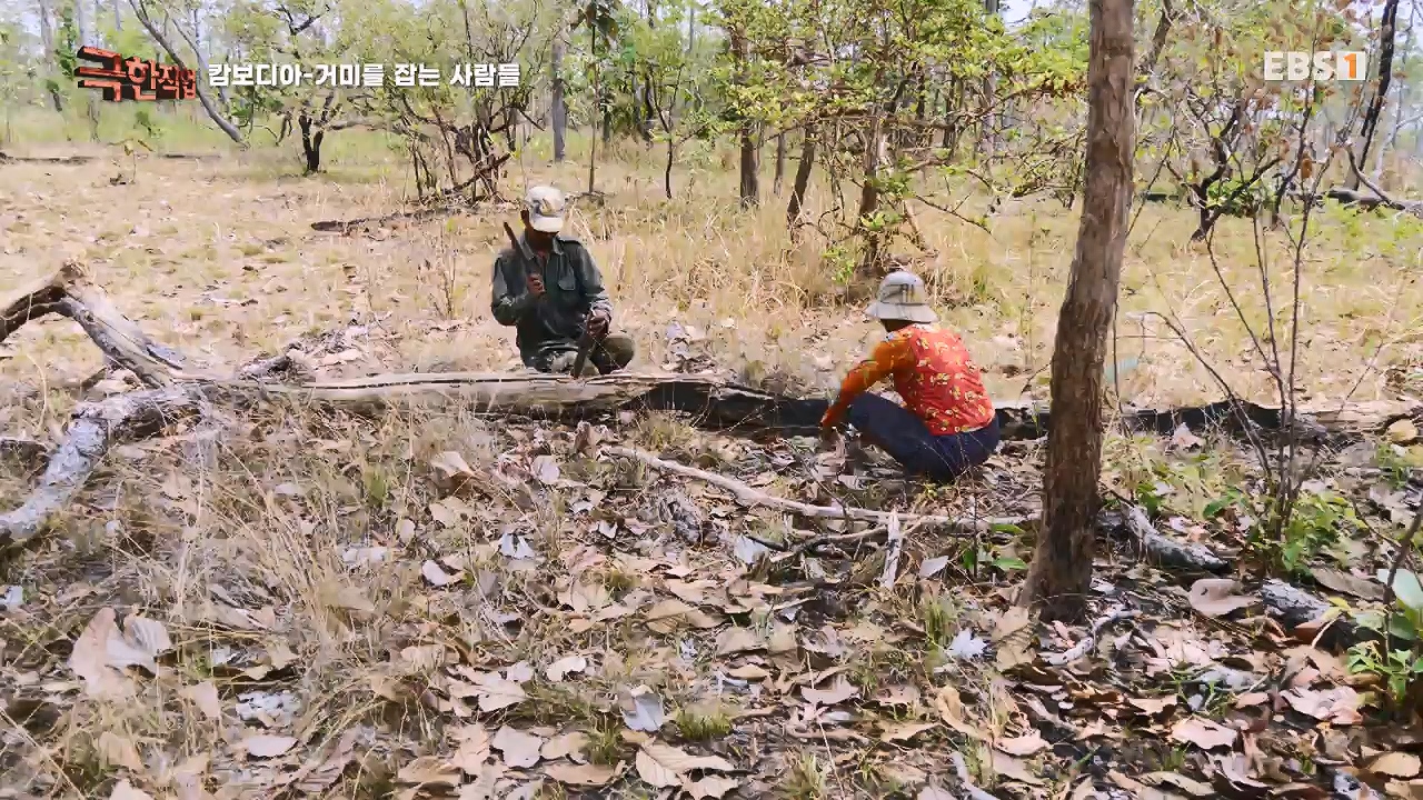 TV - 전 국민의 평생학교 EBS캄보디아 - 독충을 잡는 사람들.mp4_20230501_173401.884.jpg
