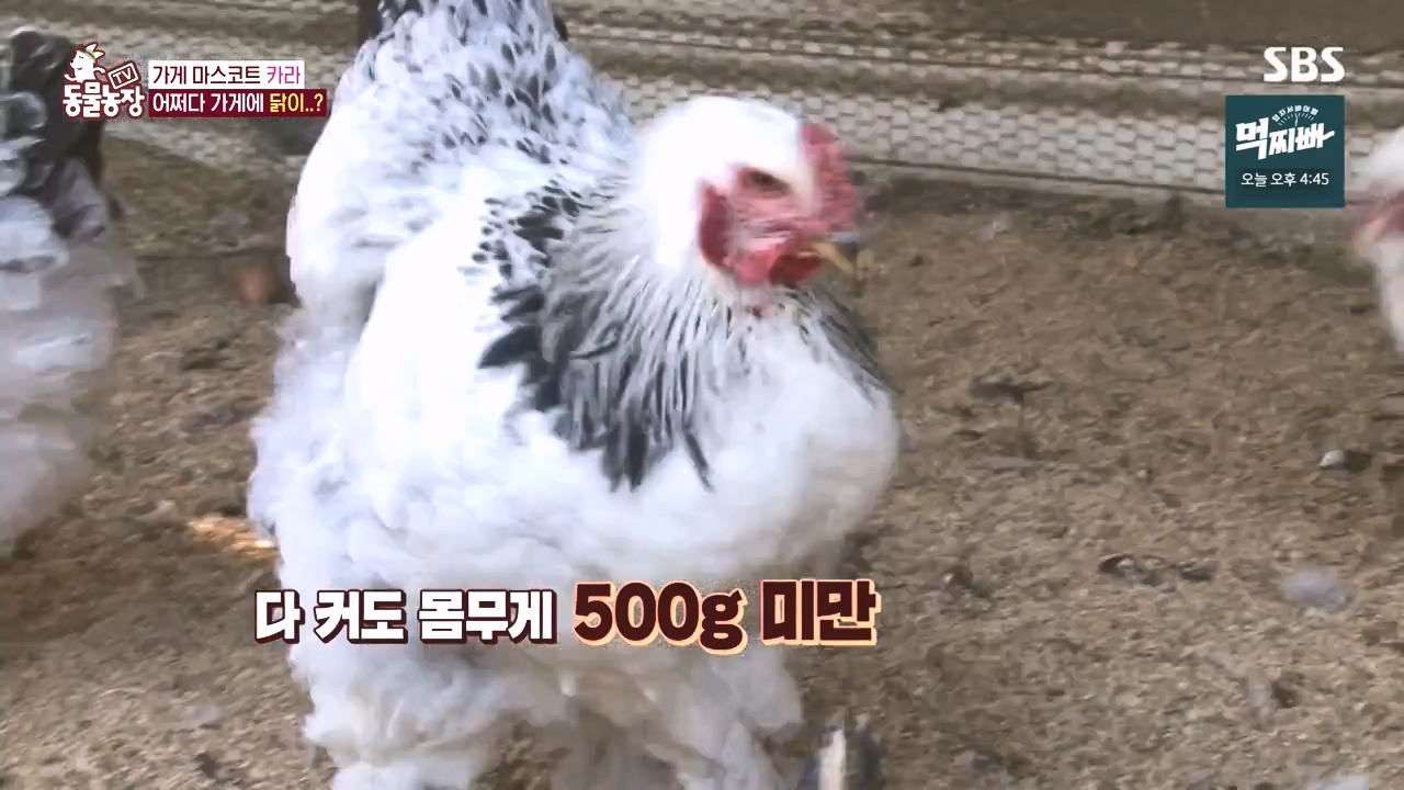 TV 동물농장.E1141.231016p-NEXT.mp4_20231015_172946.692.jpg