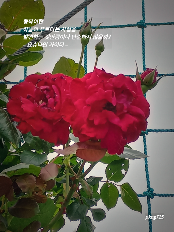 마음의꽃 이미지