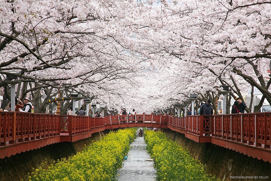 벚꽃 개화시기 봄축제 BEST5
