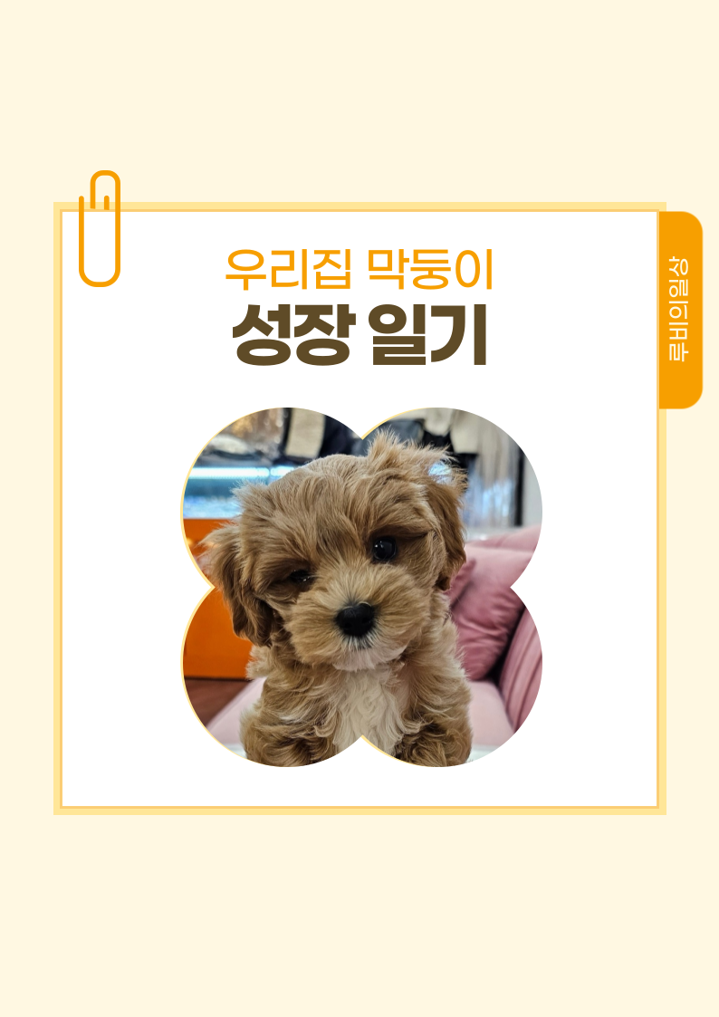 루비 이미지