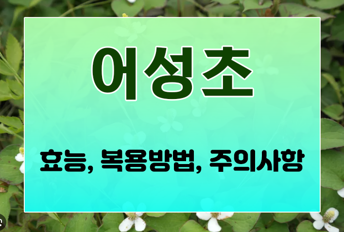  아토피와 지루성피부염에 좋은 약재 어성초 [ 효능, 복용방법, 주의사항 ]