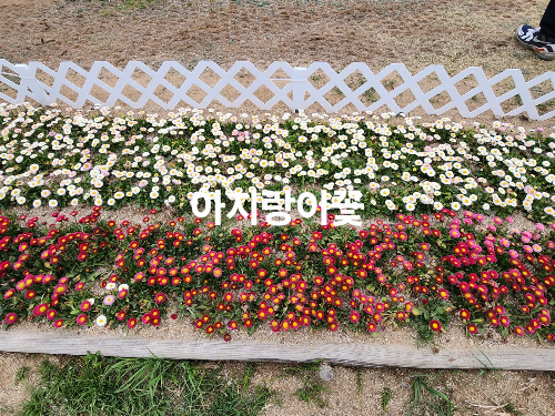아지랑이 꽃