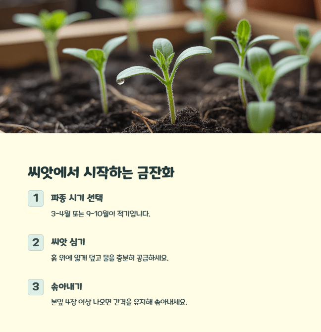 금잔화 키우기