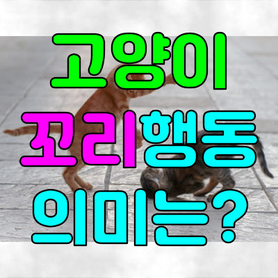 고양이 꼬리 흔들기 왜 부르르하고 탁탁일까? 고양이 꼬리 흔들기 왜 부르르하고 탁탁일까?