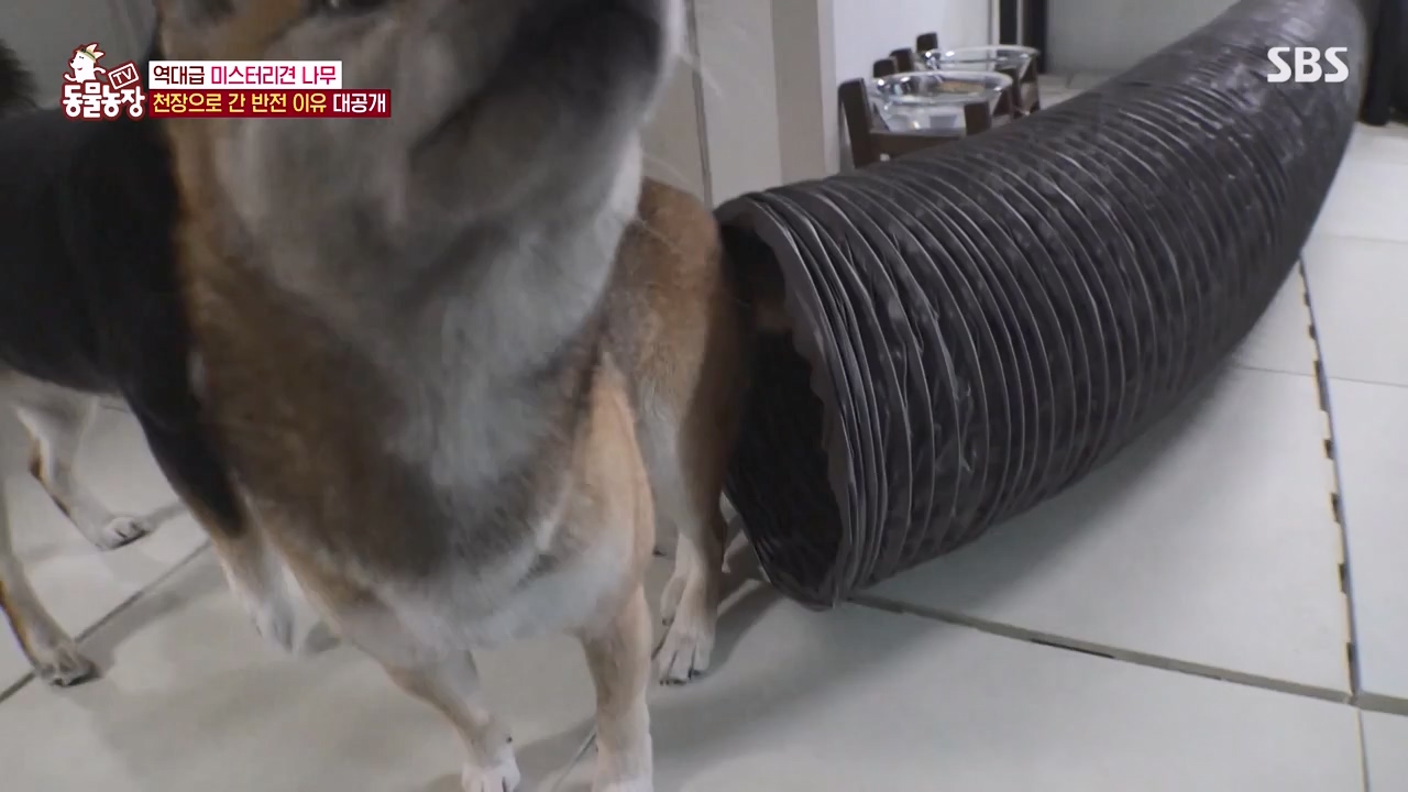 TV 동물농장.E1154.240115p-NEXT.mp4_20240114_184344.737.jpg