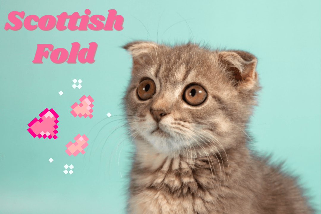 Scottish Fold