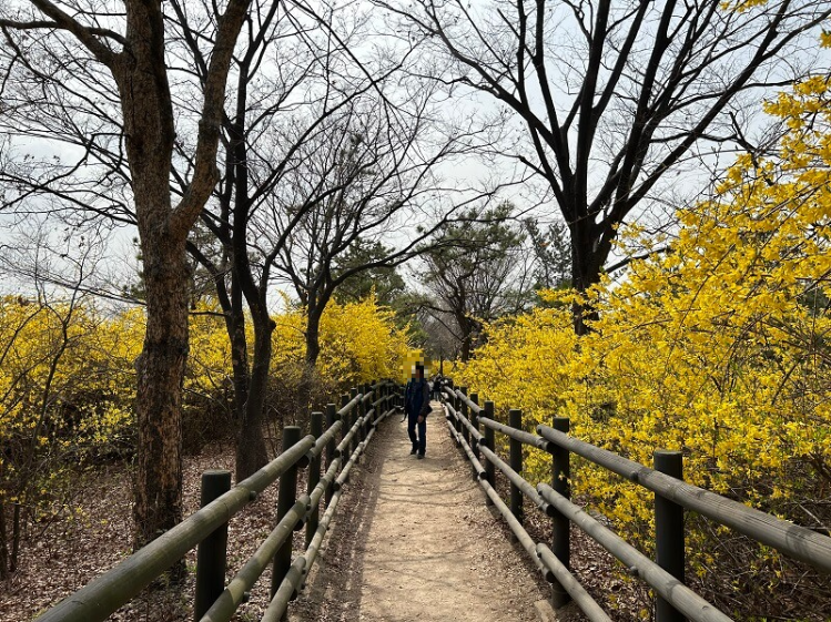 양쪽으로-노란꽃이-피어있는-산책로를-걷는-사람의-모습을-찍은-사진