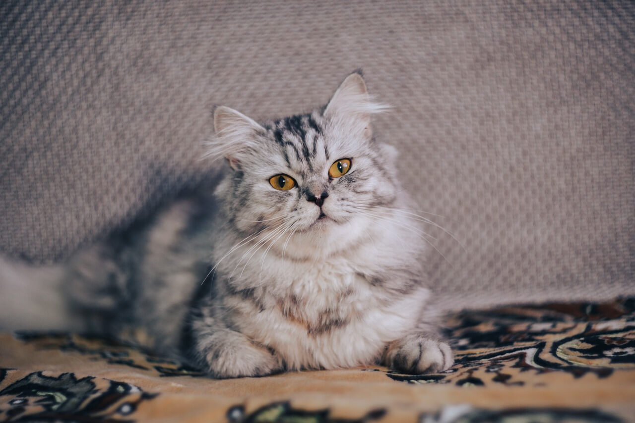 페르시안 고양이