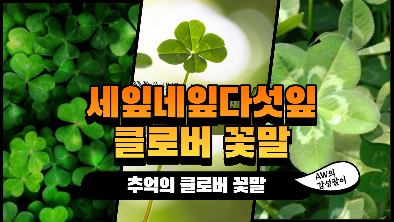  [꽃말] 세잎클로버꽃말 네잎클로버꽃말 다섯잎클로버꽃말