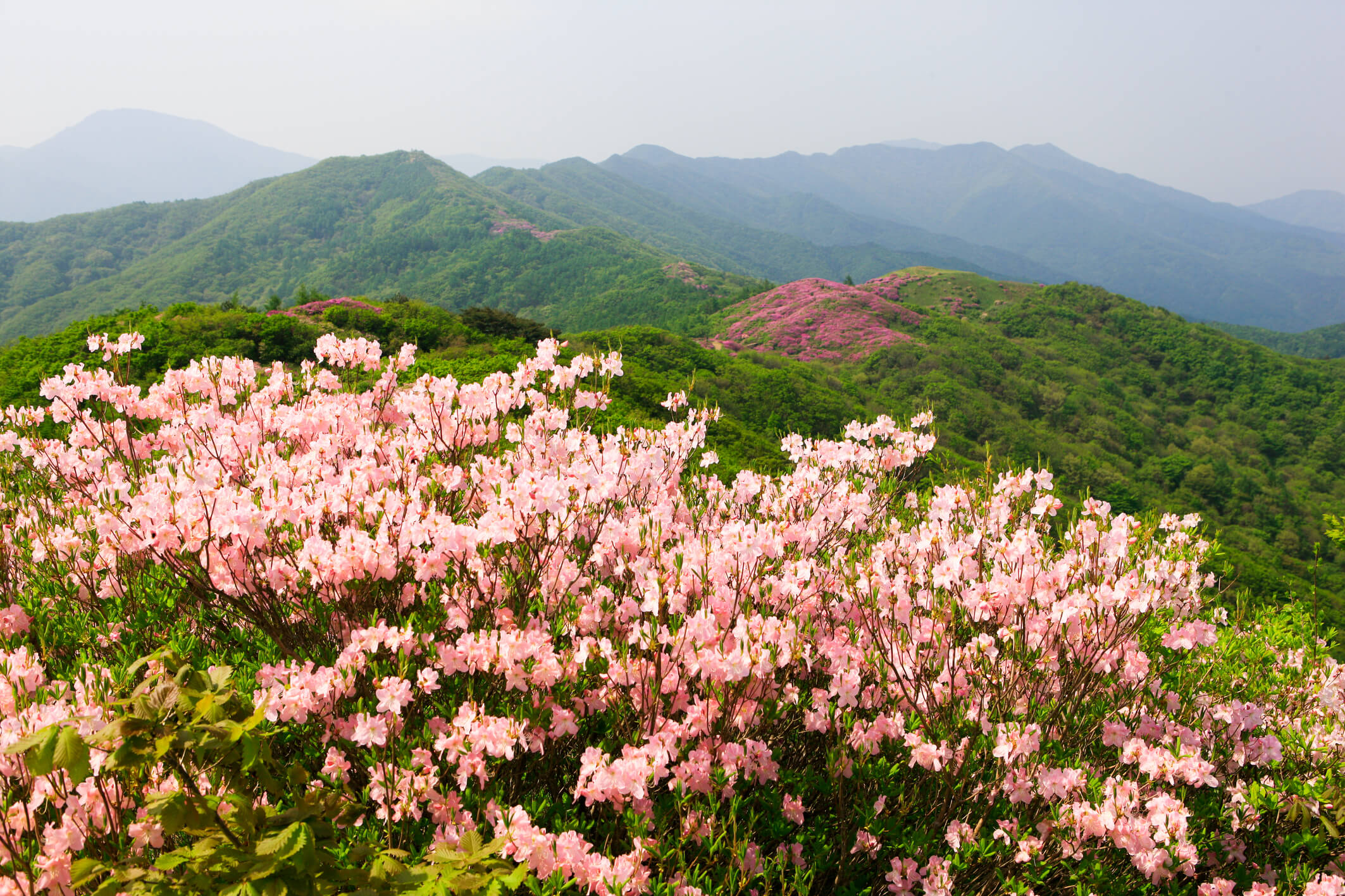 바래봉철쭉하산길