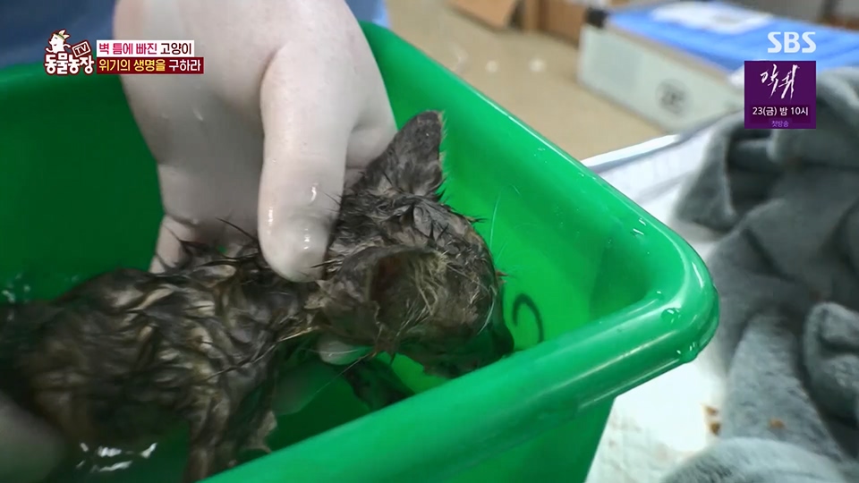 TV 동물농장.E1124.230611p.H264-F1RST.mp4_20230611_173546.530.jpg