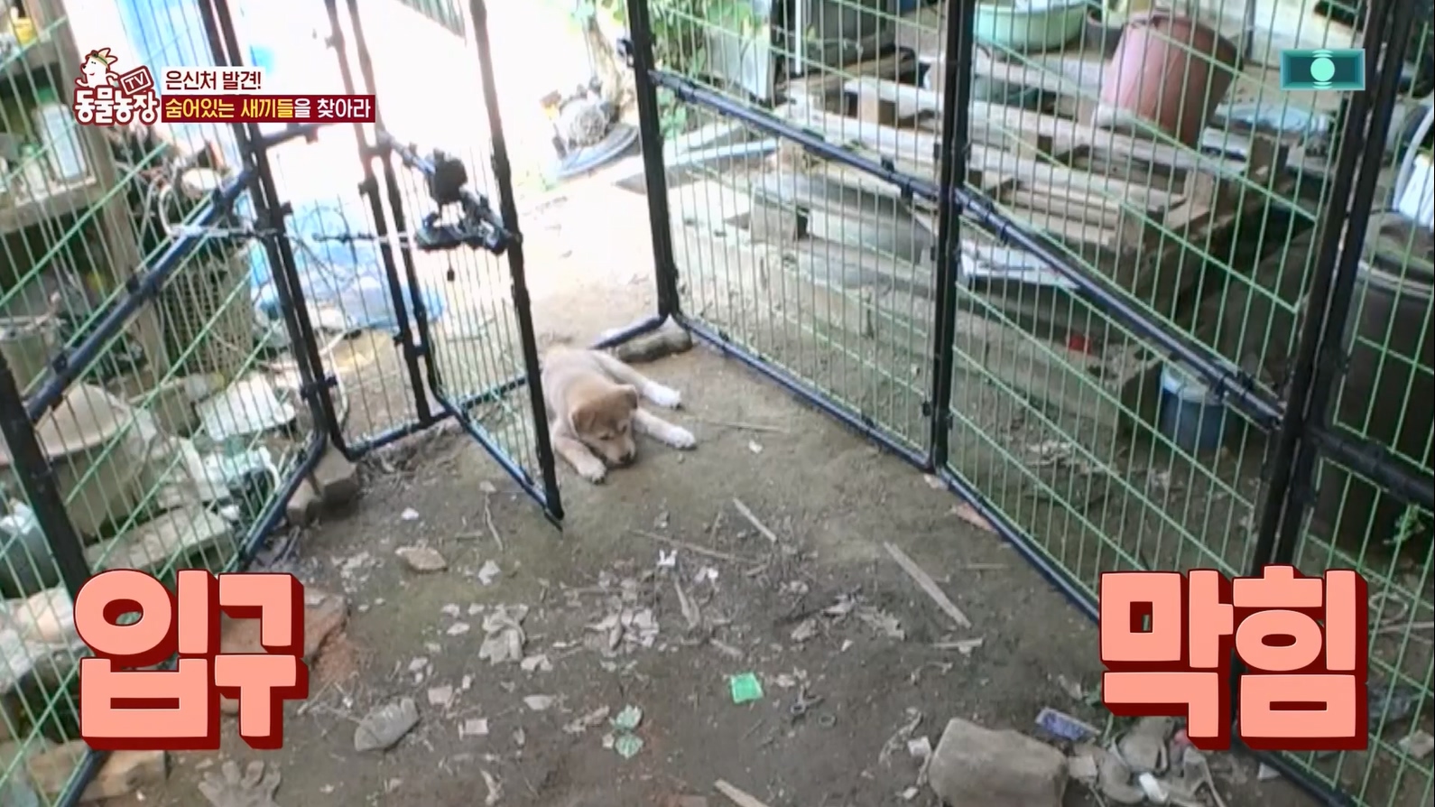 TV 동물농장.E1127.230702p.H264-F1RST.mp4_20230704_212711.857.jpg