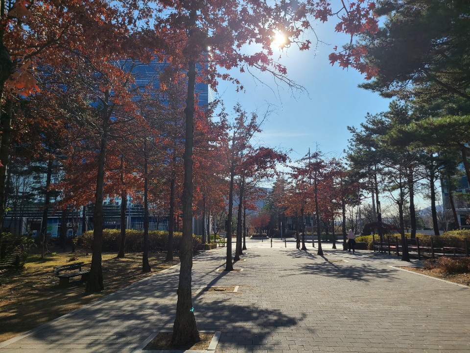  핏불 야훌이의 산책 - 가을이 지나간다