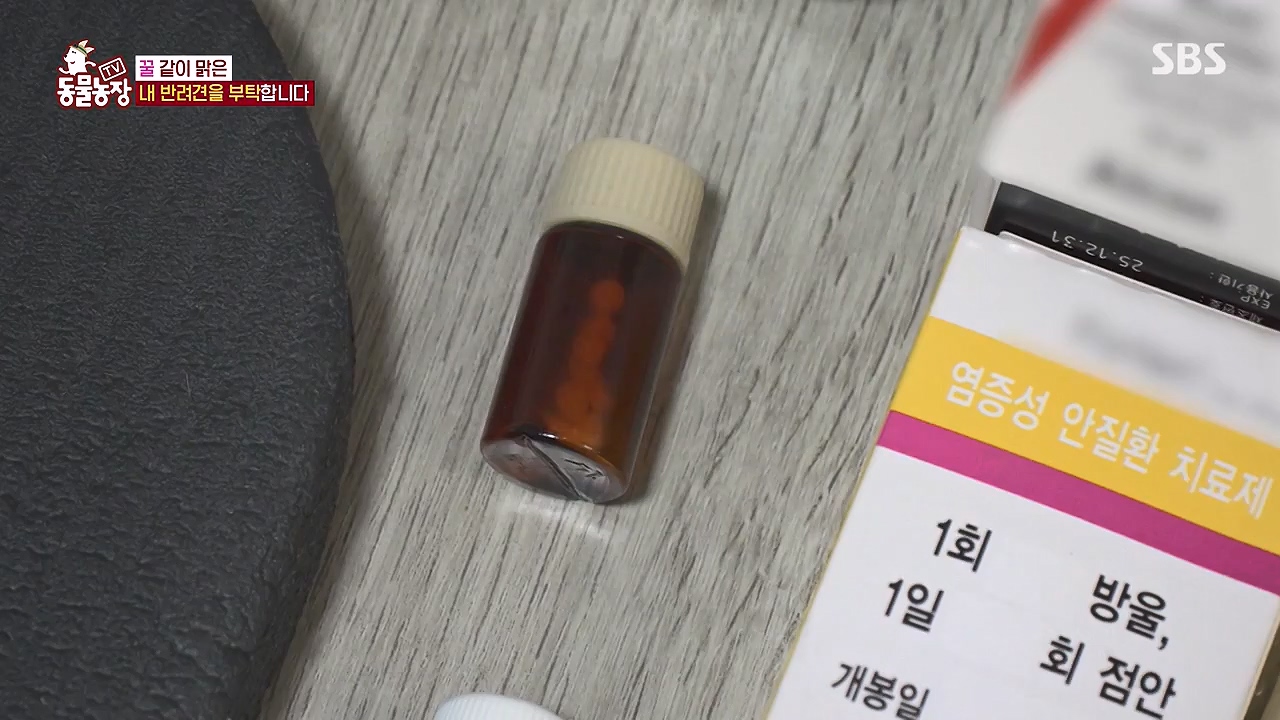 TV 동물농장.E1174.240603p-NEXT.mp4_20240602_155740.185.jpg