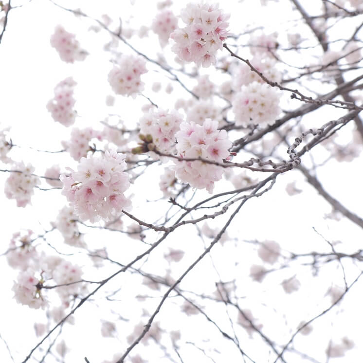 활짝핀-벚꽃