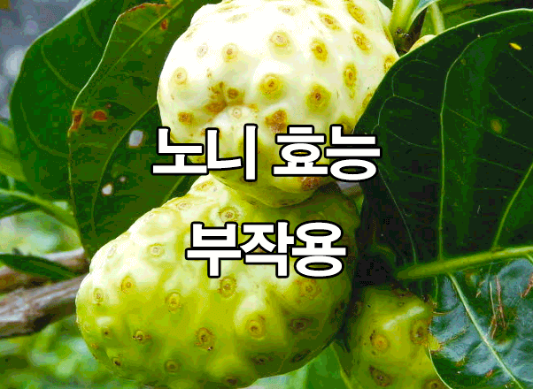  노니 효능 및 부작용