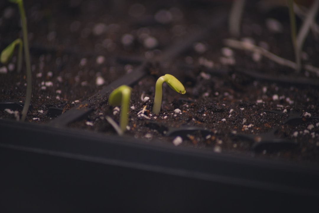 Bean sprouts.