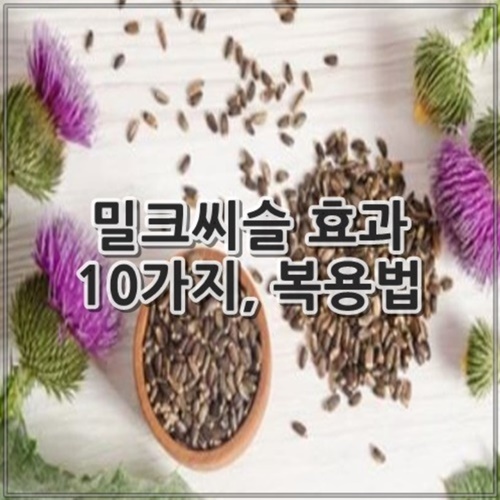 밀크씨슬 효과 10가지, 복용법