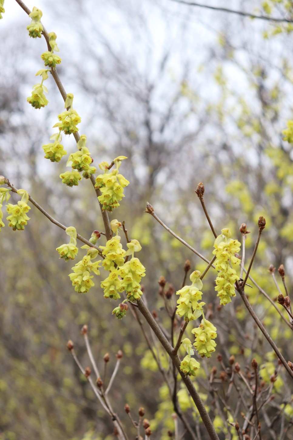 홍릉시험림(홍릉수목원) #페이지 토.일요일서울가볼만한곳 69